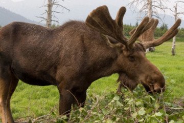 Seward Anchorage Bus Tour with Wildlife Park
