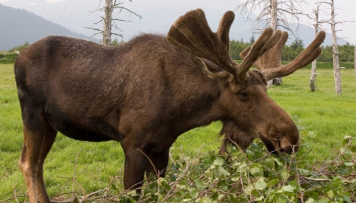 Seward Anchorage Bus Tour with Wildlife Park
